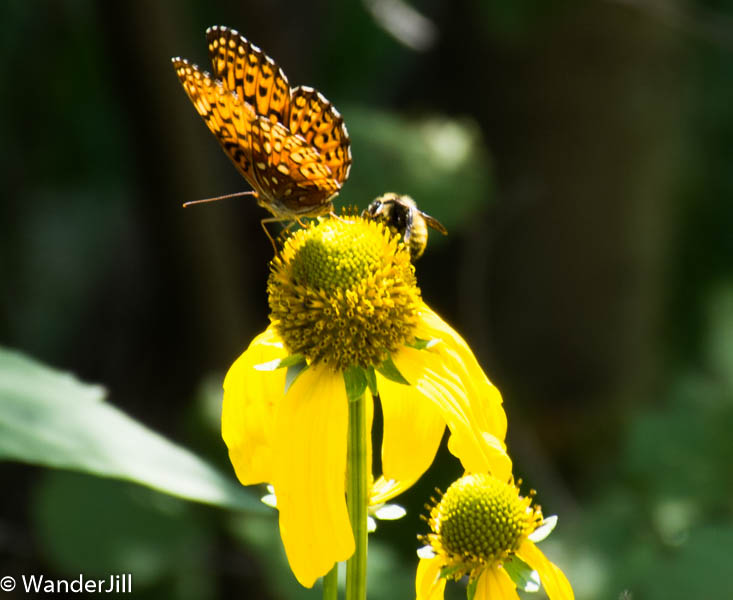 Cirque Hike Butterfly & Bee