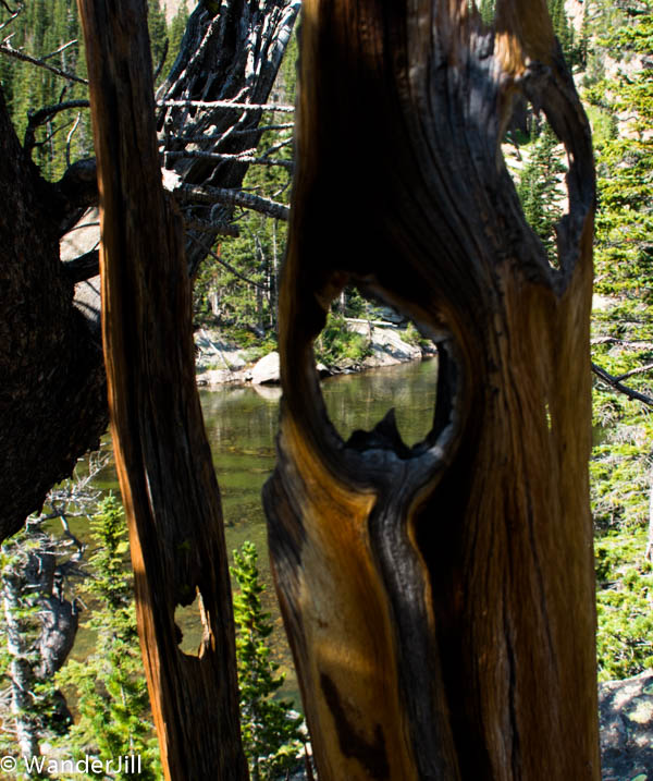 Cirque Hike Looking Glass Tree