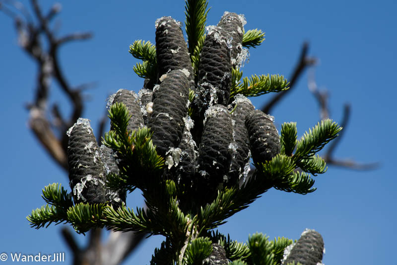 Shimmering Pinecones