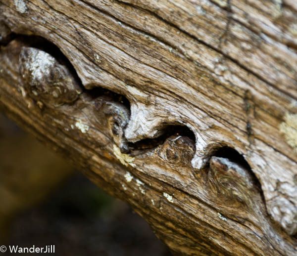 Squiggle wood