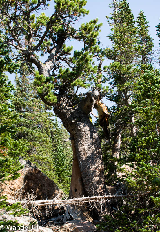 Cirque Hike Thick tree trunk