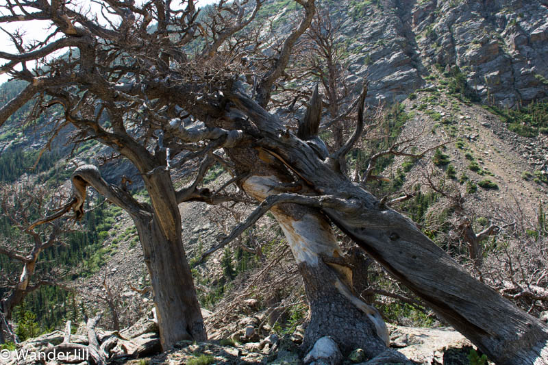 Cirque Hike Trees in Slow Motion