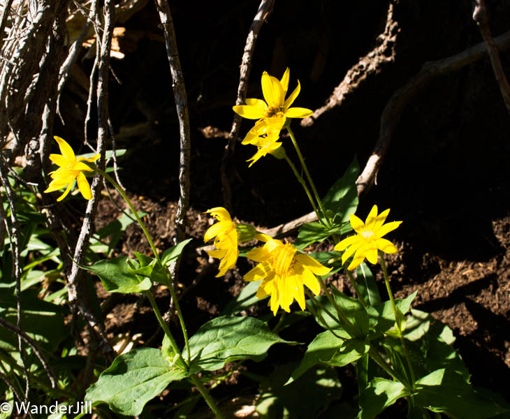 Cirque Hike Yellow Flowers