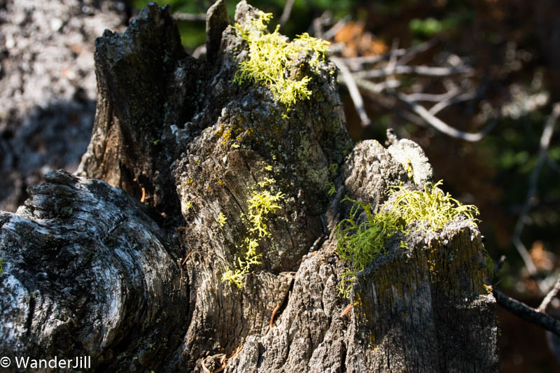 Cirque Hike Stump with green hair