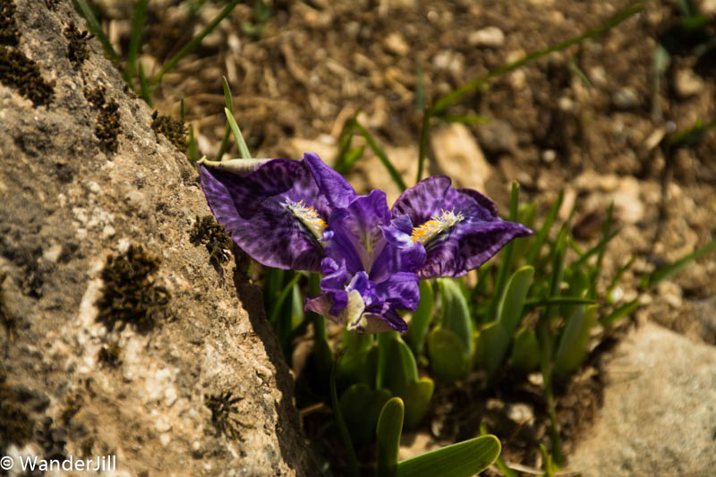 Namche mountain iris