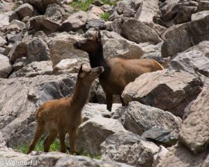 RMNP Andrews Creek Elk Mama and Baby