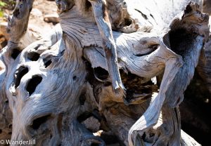 RMNP Tree with many features