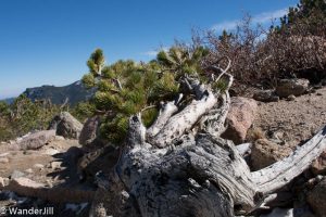 Sideways tree alongside trail