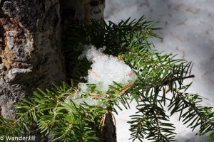 Chasm Lake A touch of snow on pine needles