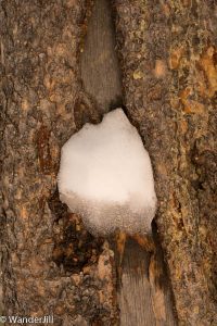 Chasm Lake a dab of snow lingers