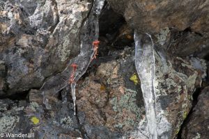 Plants surrounded by ice