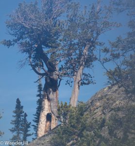 Black Lake Foggy Lens Tree