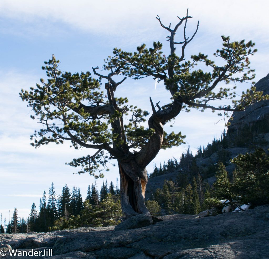 Black Lake Twisted Limb Tree