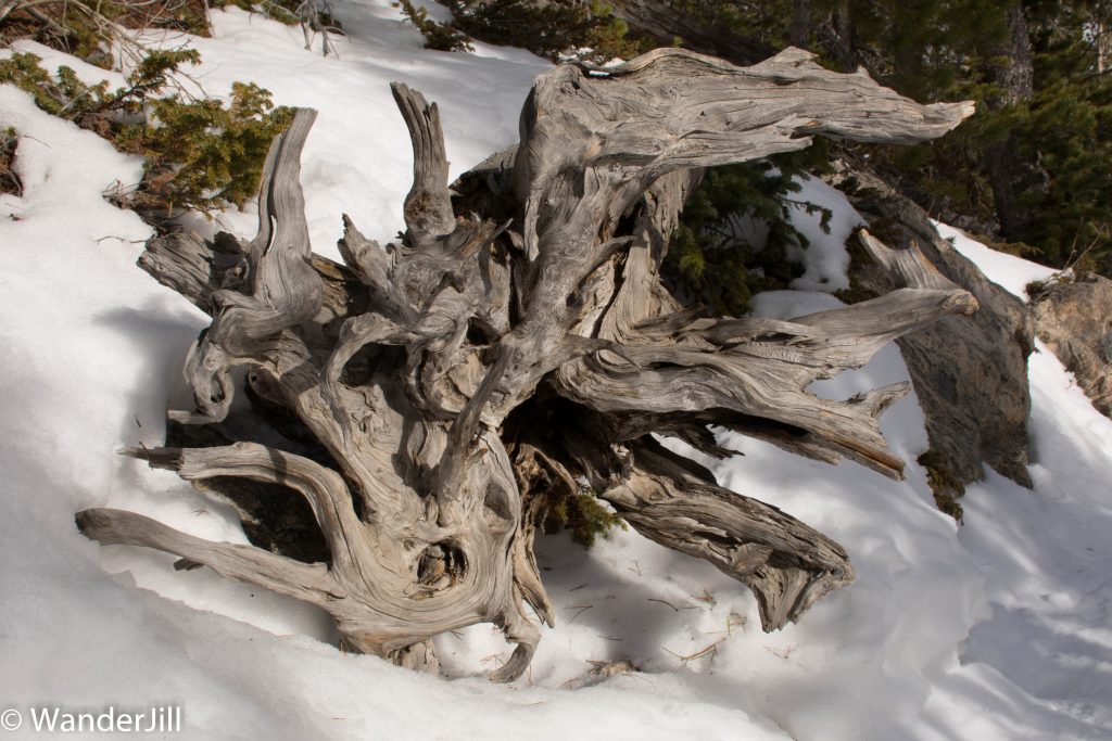 Thanksgiving Day Complex Stump