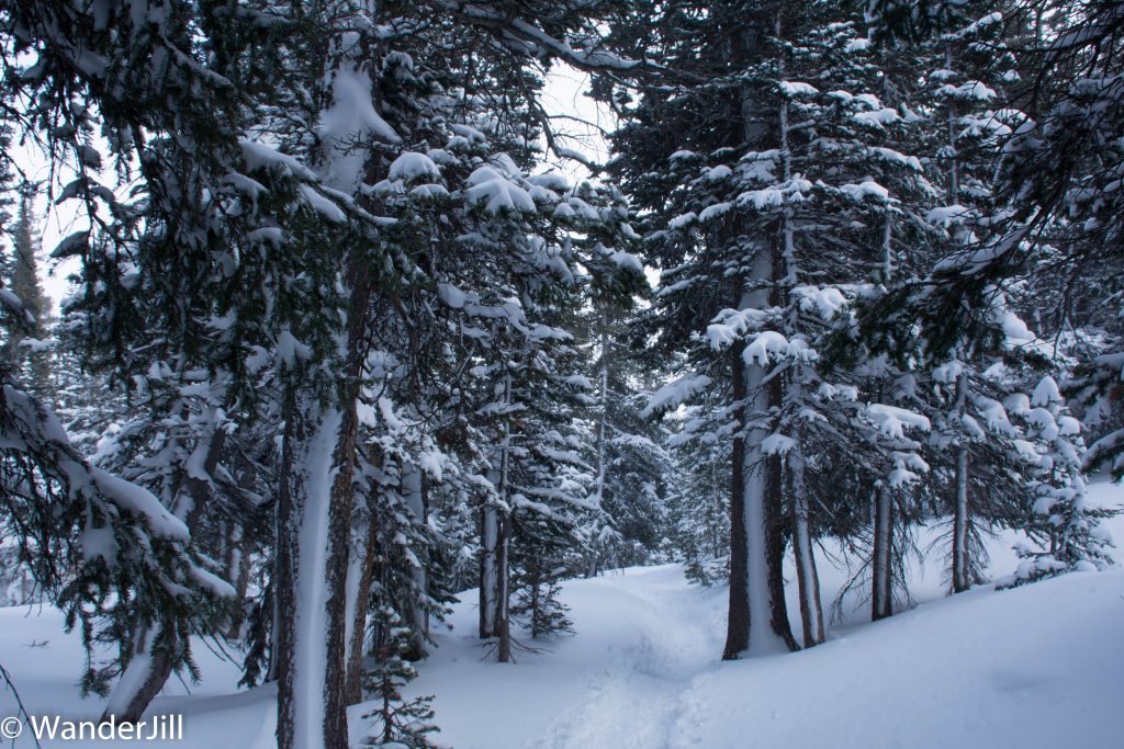 Odessa Gorge The Direction of Snow