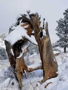 New Year's Wander U Shaped Tree in Snow