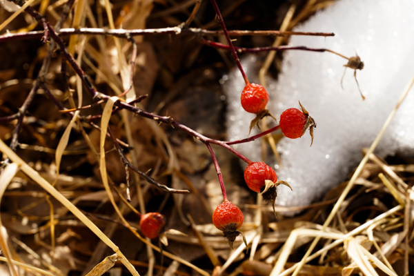 Solstice Wander Berries that Pop