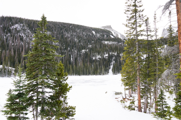 Winter Forest Fern Lake