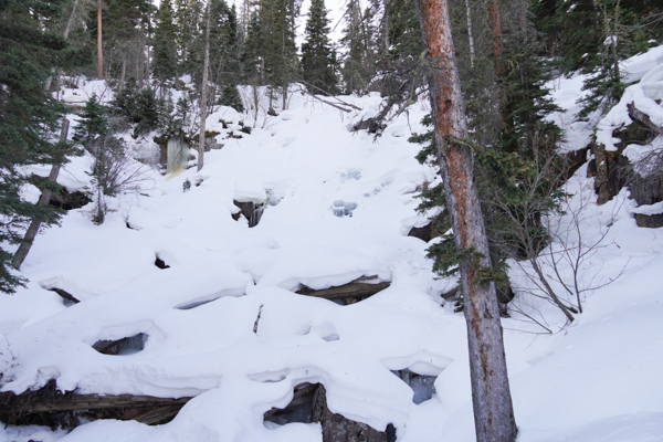 Winter Forest Frozen Fern Falls