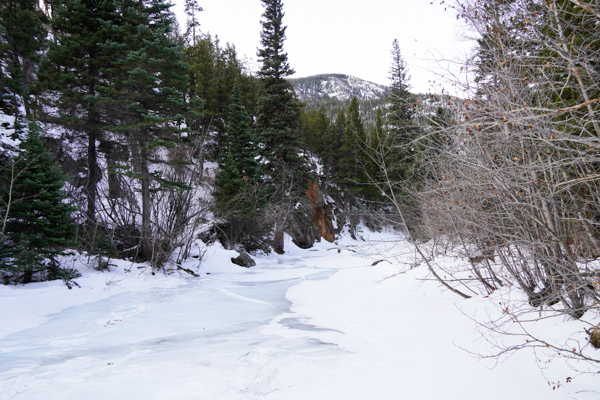 Winter Forest Slabs of Ice