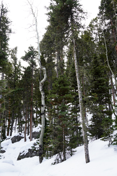 Winter Forest Tree with Crook