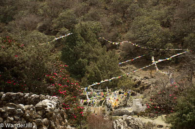 Namche flowers and flags