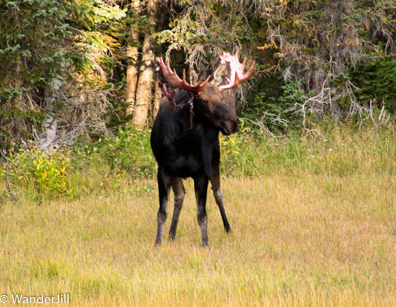 Young Bull Moose