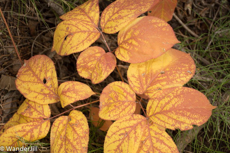 Moose colors of Fall