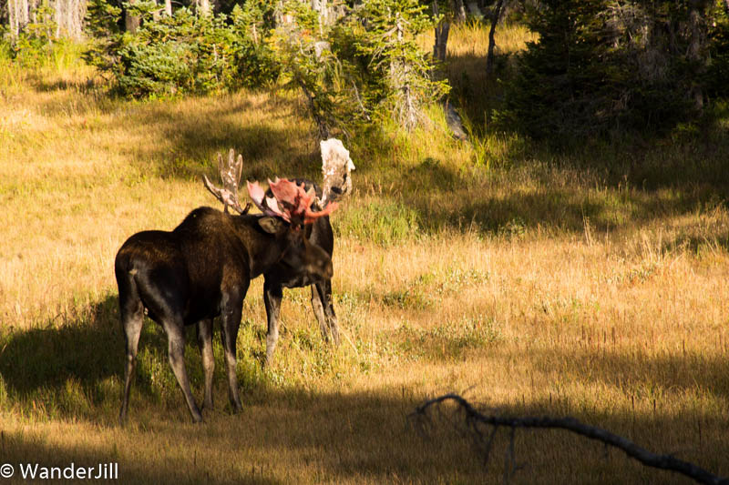 Moose Dance of Dominance