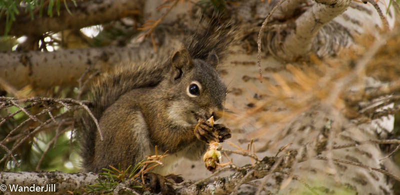 Squirrel in tree