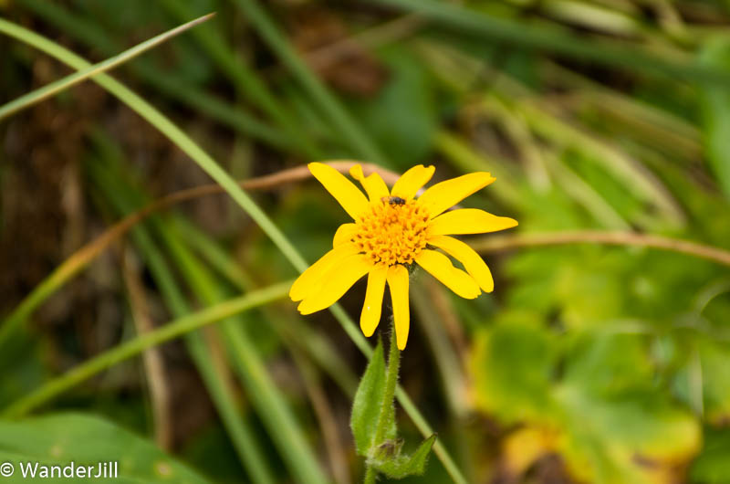 Moose Tattered Flower