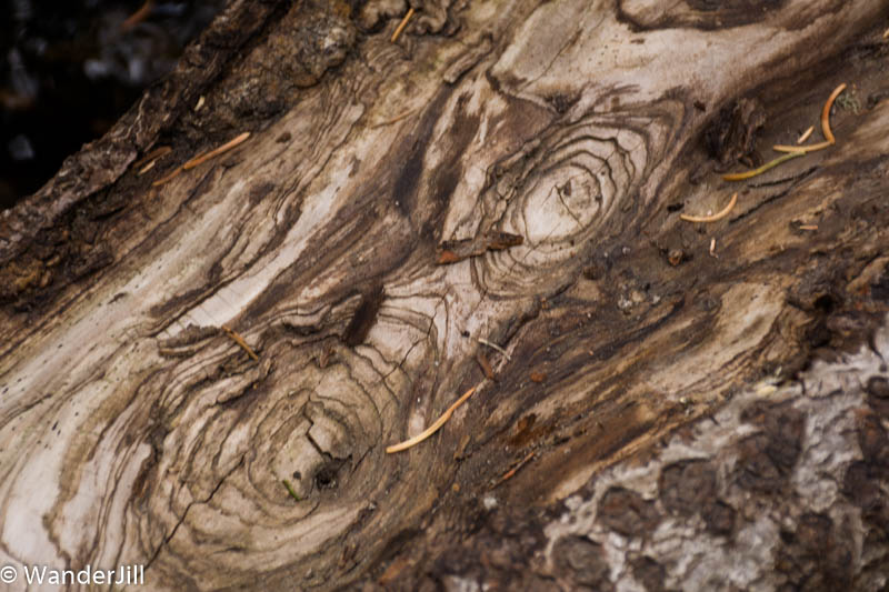 Moose Interesting wood